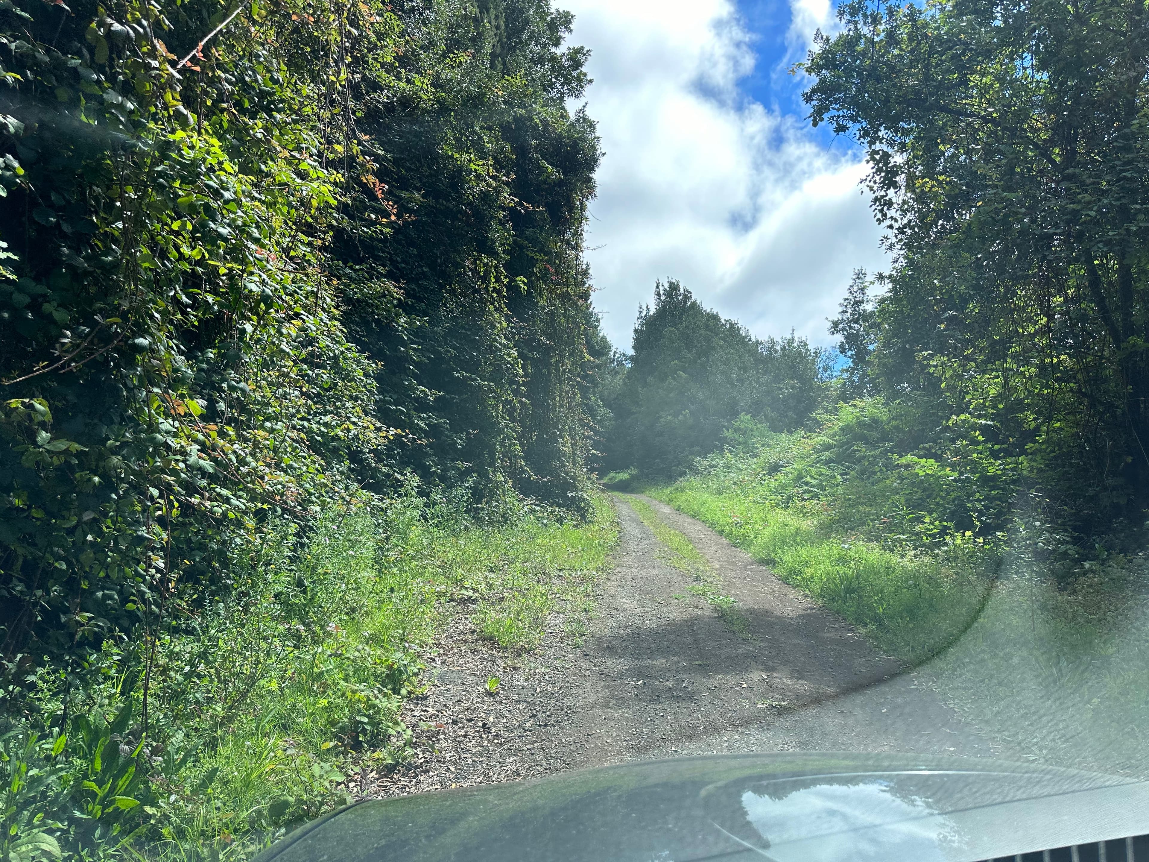 Pista Forestal de Barlovento