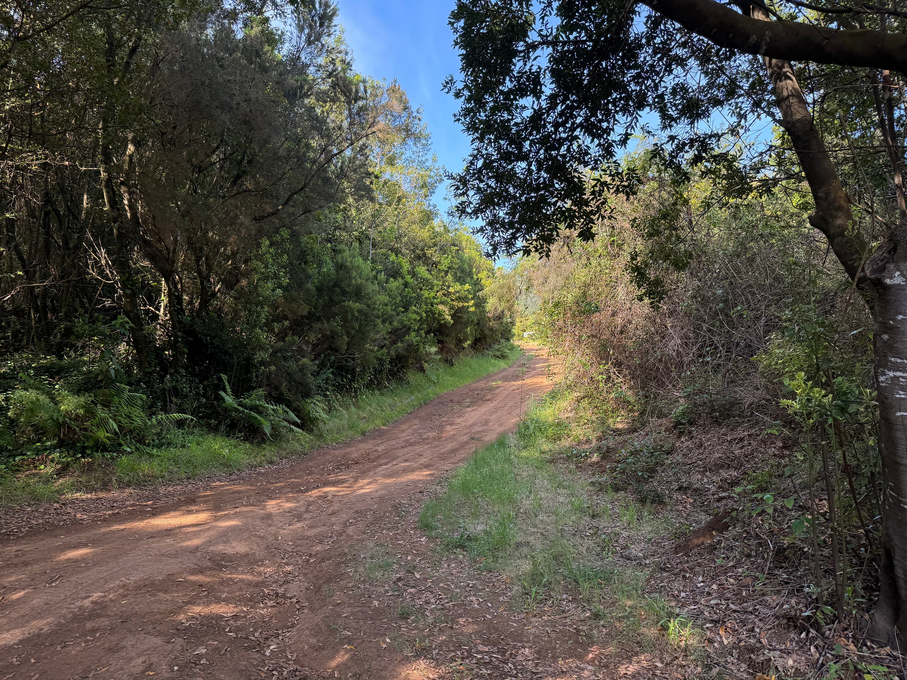 Selva de Puntallana