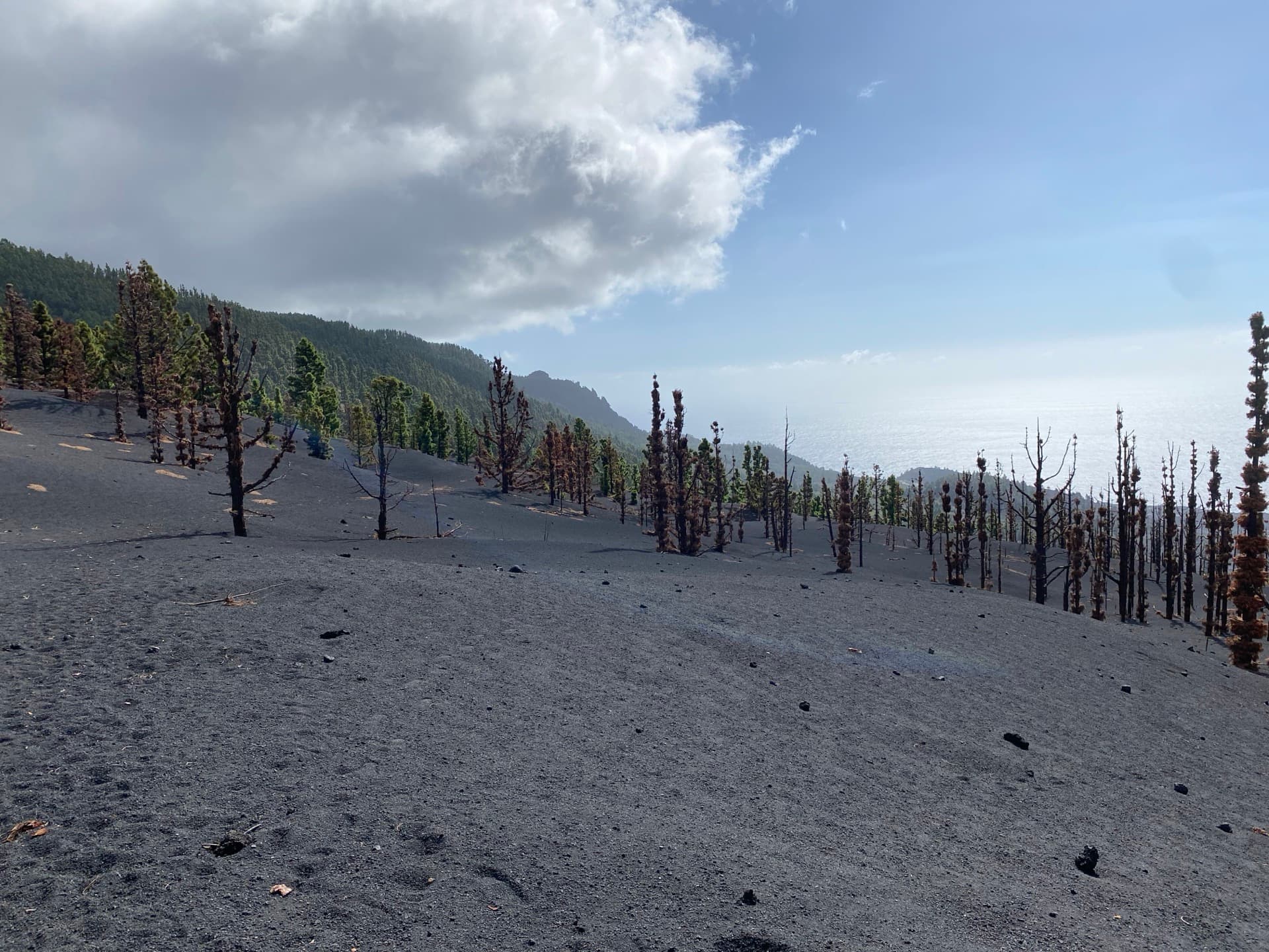 Volcán Tajogaite, La Palma — ceniza y pinos calcinados