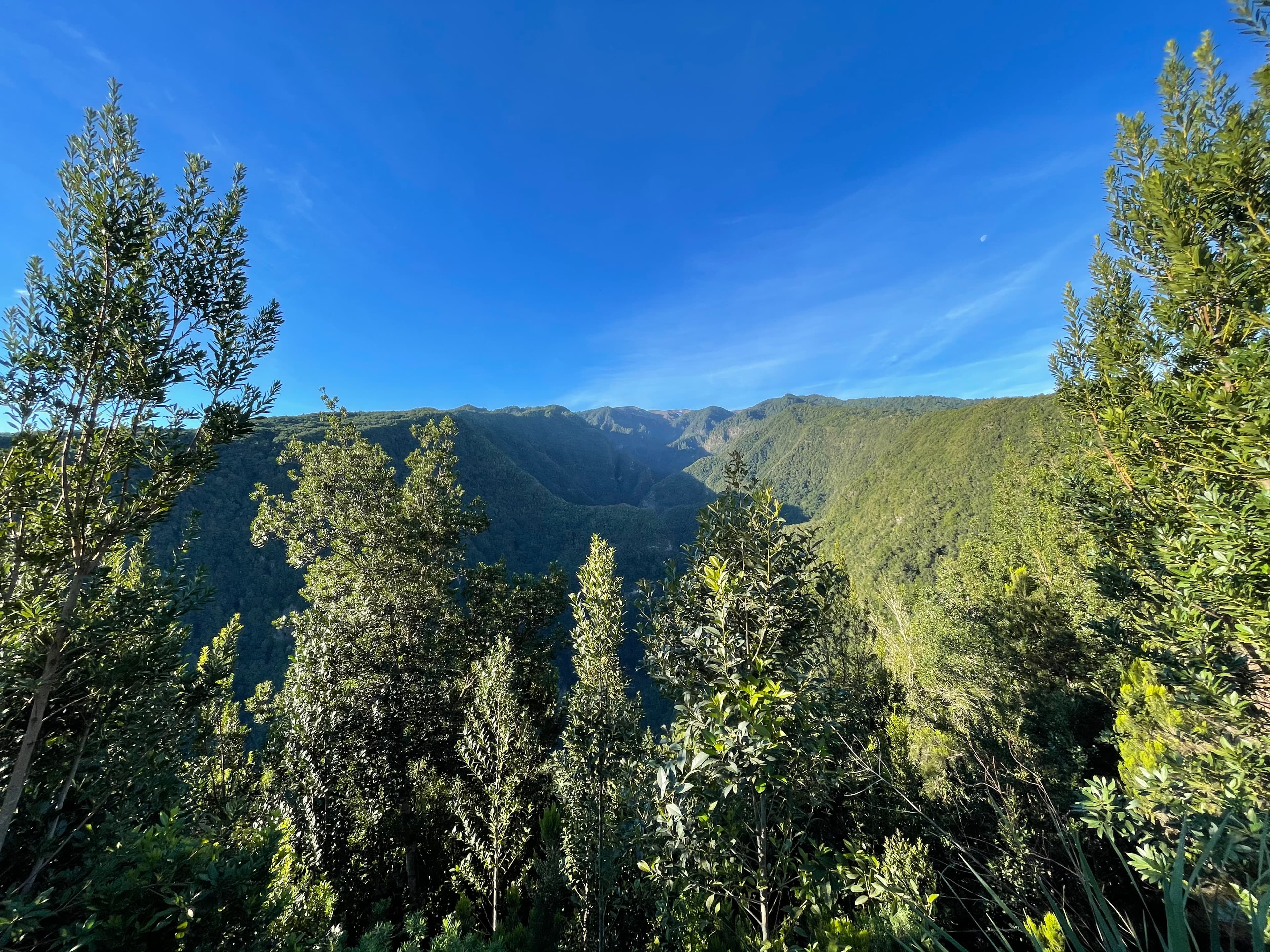 Coastal Cliff with Forest