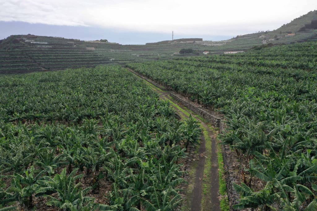 Plataneras de Barlovento